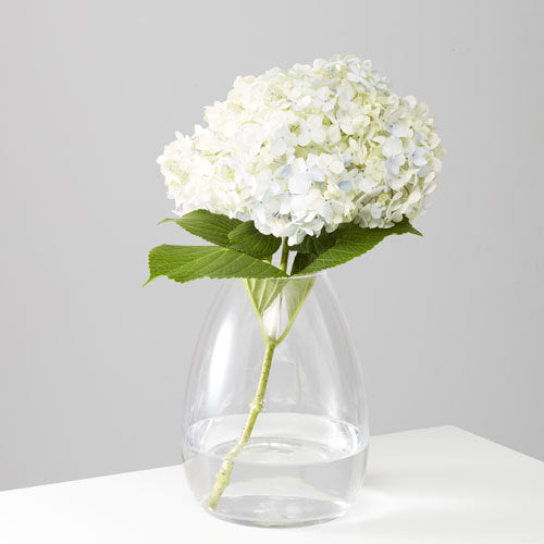 Jacob Little Dulwich Hill- Teardrop Glass Vase